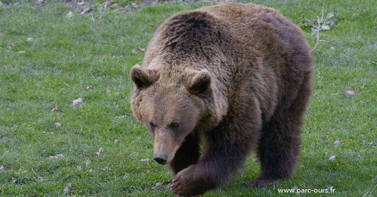 El refugio y espacio faunístico de Borce (Valle de Aspe) quiere dedicar el próximo fin de semana al oso pardo, con actividades para todos, talleres, maquillaje…
