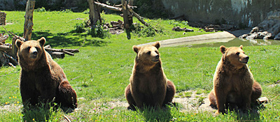 Parc'Ours en Borce