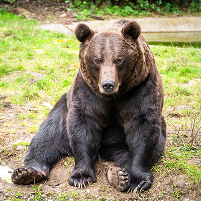 Parc'Ours en Borce