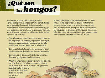 Queso Flor de Aspe