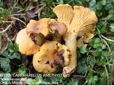 FOTO: CANTHARELLUS AMETHYSTEUS   www.lausonera.es  Grupo Micologico la Usonera Jaca