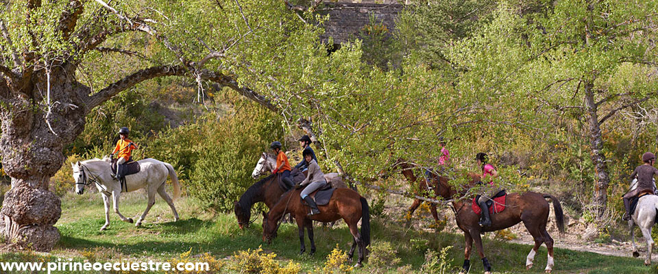 Paseos a caballo y poni