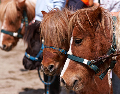 En sus instalaciones (junto al Hotel Charlé) los más pequeños disfrutarán dando un paseo en sus ponis, y podremos recibir clases de equitación.