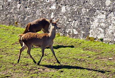 © Pirineum. Ciudadela - Castillo de San Pedro