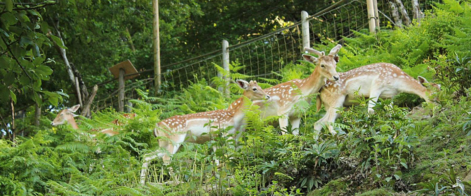 Parc’Ours un parque faunístico diferente en el Valle de Aspe