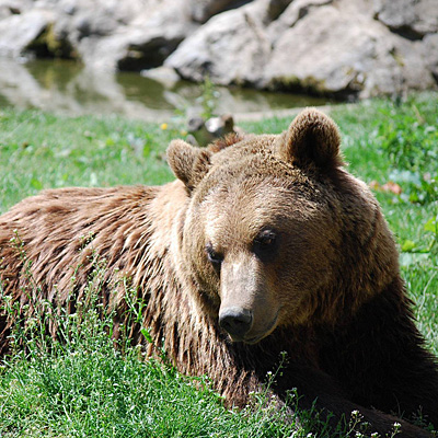 Parc’Ours nos propone un paseo de 1 o 2 horas que, además de descubrir la fauna pirenaica (y doméstica), nos enseñará peculiaridades de las especies que vayamos viendo a través de los paneles y juegos que actúan como hilo conductor pedagógico.