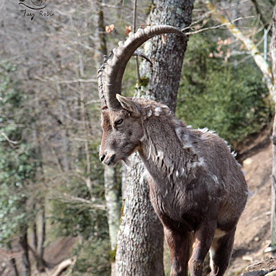 Parc’Ours en Borce. Valle de Aspe, cerca de Jaca