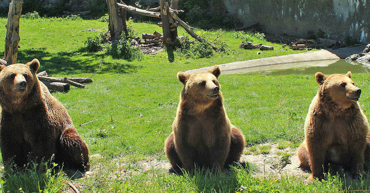 ¿Quieres ver osos, sarrios y cabras montesas, pasear por un bosque dónde descubrir marmotas,  acercarte a caballos y asnos… o incluso dar de comer a las cabras? Entonces tienes que visitar el espacio faunístico de Borce. Un lugar de encuentro con la fauna pirenaica, que quiere fomentar la conservación y el respeto por la naturaleza, desde la sostenibilidad. 