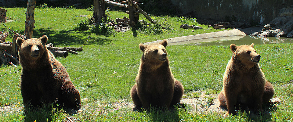 El Parc’Ours, por su parte, no es un espacio faunístico al uso sino un espacio de encuentro, fomentando la sostenibilidad, con osos, sarrios y cabras montesas, marmotas, caballos, cabras, ciervos, caballos y asnos, gamos… Durante el fin de semana del 24 y 25 de marzo celebra el "Día Internacional de los Bosques" con plantación de árboles, recorrido poético por el Parc y aprendizaje sobre los bosques y el desarrollo sostenible, entre otras actividades.