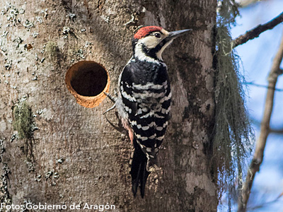 Agentes para la Protección de la Naturaleza han localizado en el valle de Ansó el único nido de pico dorsiblanco que se conoce actualmente en Aragón, un pájaro carpintero muy escaso en España. Leer más