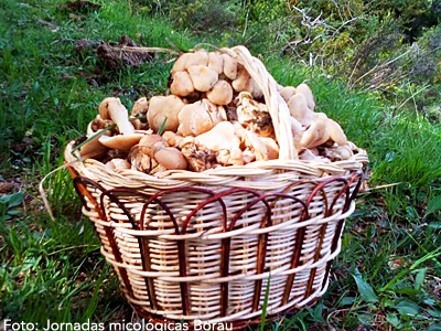 La cita que ya es un clásico en la primavera de la Jacetania –y que incorpora desde hace dos años también la ornitología– nos propone salidas al monte, charlas, música tradicional y rock, mercado de artesanos y productos de la zona, vermú mitológico, un concurso gastronómico y exposiciones… Leer más