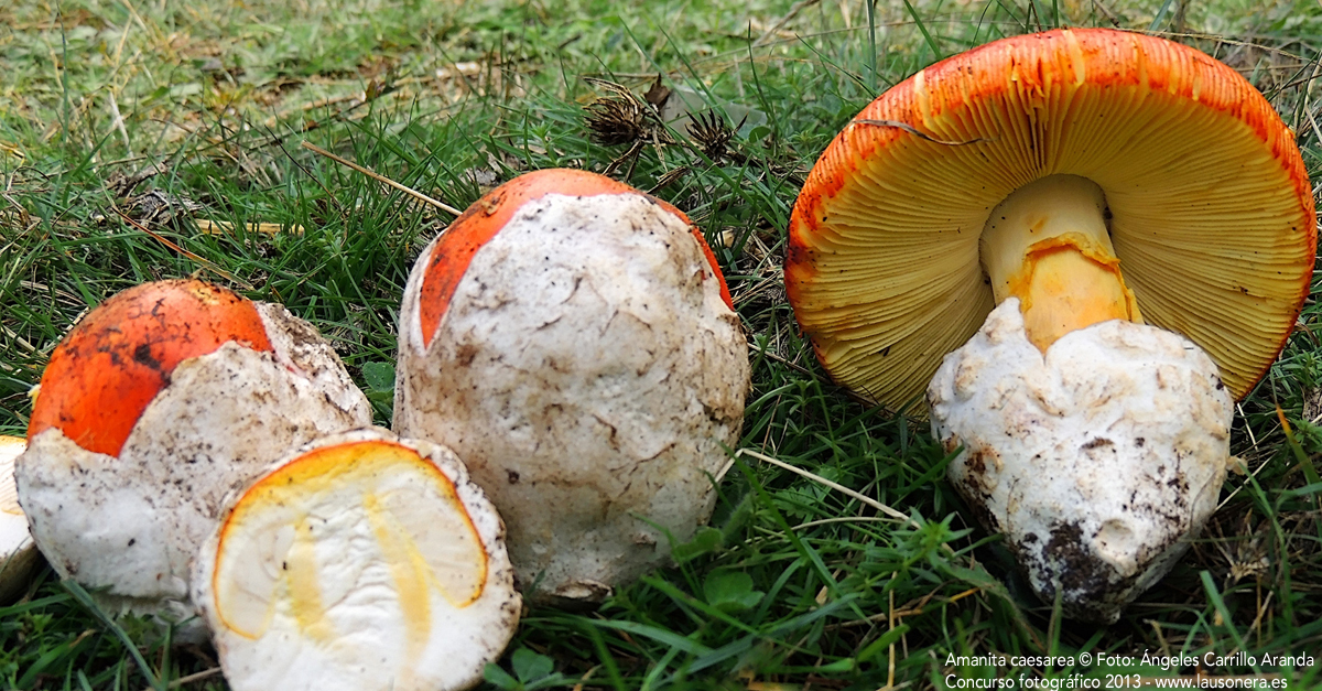 Amanita caesarea​. Foto Ángeles Carrillo Aranda.  Concurso fotográfico 2013 www.lausonera.es