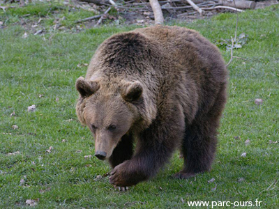 Fiesta del oso este fin de semana en el Parc’Ours de Borce