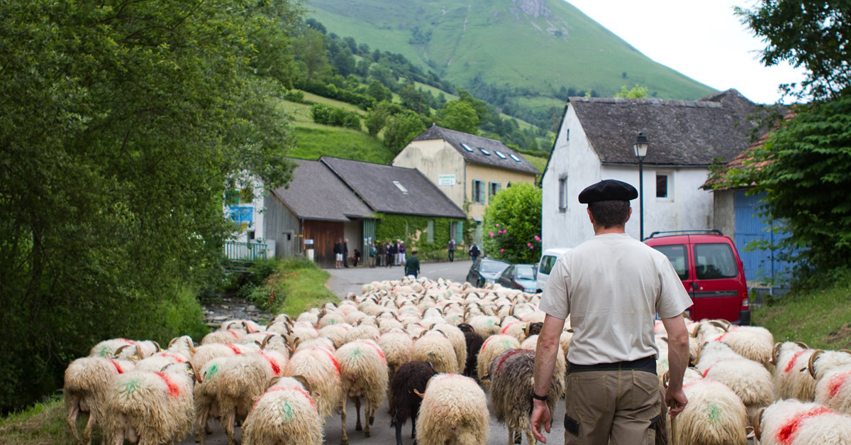 Lourdios-Ichère celebra este sábado 2 de junio la fiesta de la trashumancia, con el traslado de los rebaños de vacas, cabras y ovejas a puerto. Además del paso de los rebaños (cerca de 1000 cabezas), podremos descubrir las razas locales, participar en la fabricación y del queso (y disfrutar de su degustación) además de pasar una jornada diferente con las actividades de animación previstas. 