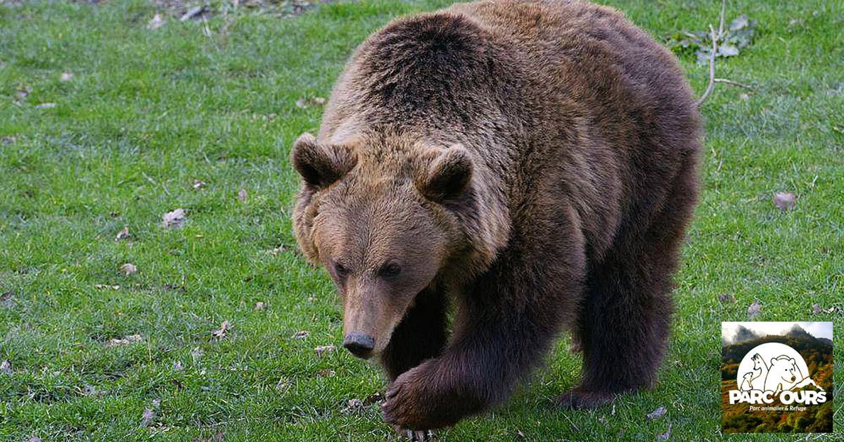 La "Fiesta del oso" llega este fin de semana al espacio faunístico de Borce en el Valle de Aspe. Un evento en el que podremos alimentar a los osos y ayudar a que se preparen para el invierno.