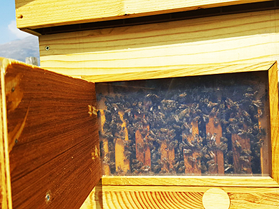 Además de las nuevas instalaciones que se han incorporado al espacio lúdico, esta temporada podremos descubrir la colmena pedagógica con 15000 abejas que forman parte de "Les Ruchers d'Hélène" dentro de la marca "Esprit Parc National" (de los Parques Nacionales de Francia). Con esta nueva propuesta, aquellos que se acerquen a Ludopia podrán —sin ningún riesgo— descubrir el mundo de las abejas.