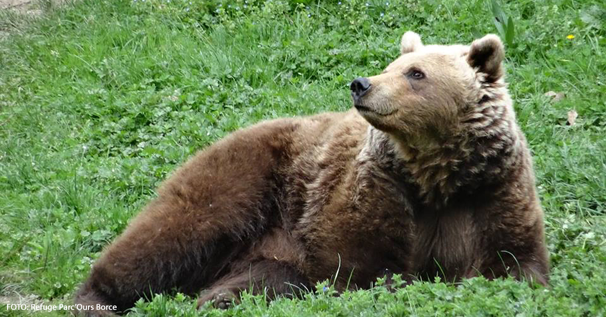 Así, el Refuge Parc’Ours, en Borce, nos propone también para este fin de semana de 14 a 18 h. aprender a construir casas para pájaros y participar en el juego “¿Dónde viven y qué comen?”, ambas actividades dirigidas a toda la familia y que complementan su recorrido faunístico en el que descubrir osos, sarrios, marmotas, cabras... 