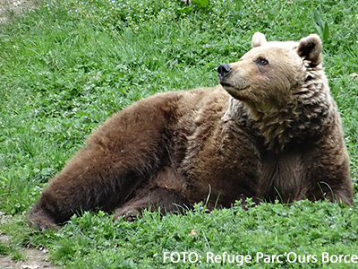 El Refuge Parc’Ours se suma a la Fête de la Nature 