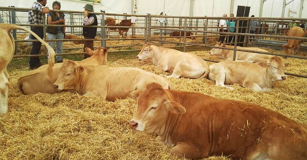 Un fin de semana soleado y un completo programa de actividades para todos, hacen prever que la feria de la Jacetania acogerá —de nuevo— entre 12.000 y 15.000 visitantes procedentes de Aragón, Navarra, País Vasco y los vecinos valles franceses. Exposición de ganado, subastas y productos km0 (incluidas degustaciones), actividades infantiles, Masterchef junior, presentación de libros, cetrería y esquileo son algunas de las propuestas de su programa.