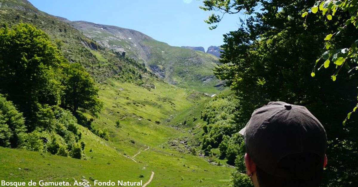 Este domingo 30 de Junio, con motivo del 25 aniversario de la protección del bosque de Gamueta, el ayuntamiento de la villa de Ansó y la asociación Fondo Natural invitan a todos los vecinos y visitantes del valle a recorrer el itinerario ecológico señalizado por este paraje excepcional, acompañados por el naturalista Federico Sancho, presidente de la asociación Fondo Natural. 
