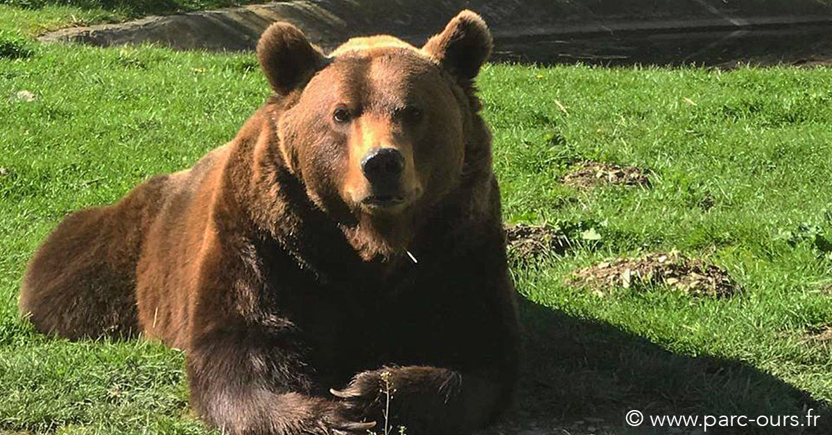 En el vecino Valle de Aspe, el Refuge Parc'Ours sigue luchando por conseguir fondos para, al no disponer de ingresos por permanecer cerrado, poder seguir alimentando a los animales que acoge. 
