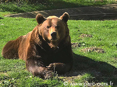 Los animales del Parc'Ours precisan ayuda