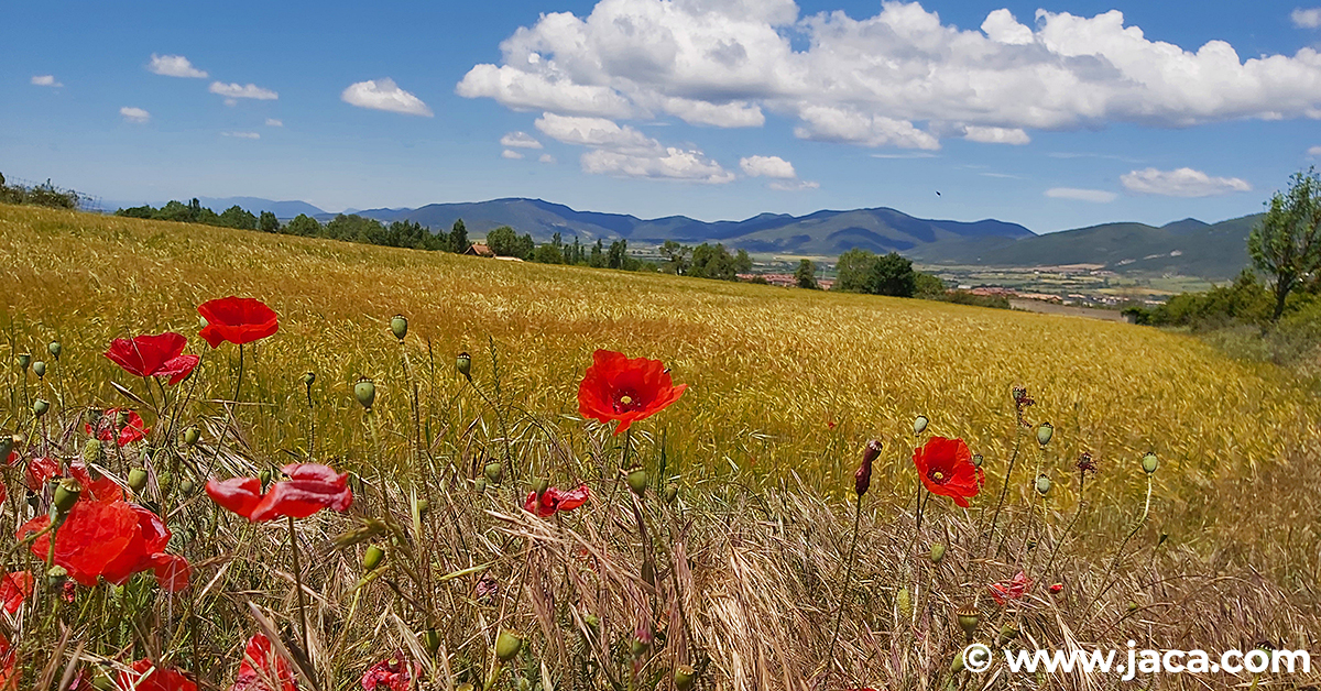 Los senderos de naturaleza nos llevarán a recorrer los caminos que, partiendo de Jaca, recorren algunos de nuestros entornos más especiales como la Selva de Jaca, la Pasarela de La Botiguera, la Ermita de Monteciello, Bergosa, Rapitán y los puentes de Jaca. Todas las salidas serán a las 9h y puede consultarse más información en este enlace.