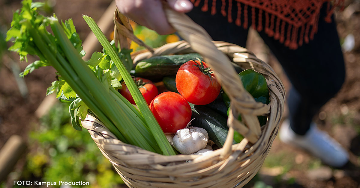 «La vida en el campo. La importancia del autoconsumo en nuestro entorno más cercano» es el título de estas jornadas que se celebrarán el fin de semana del 18 y 19 de junio, organizadas por el Ayuntamiento de Borau y Ojos Pirenaicos. Un evento constituido por pequeños talleres y experiencias de iniciación al huerto y los proyectos de cercanía y autoconsumo, apostando por las actividades de educación ambiental.