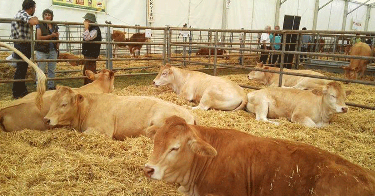 Los días 3 y 4 de junio, Puente la Reina de Jaca acoge la 34ª edición de Expoforga, la Feria de la Comarca de la Jacetania, que contará con la participación de 27 ganaderías y 60 expositores comerciales, con subastas de ganado y con un amplio programa de actos para todos los públicos.