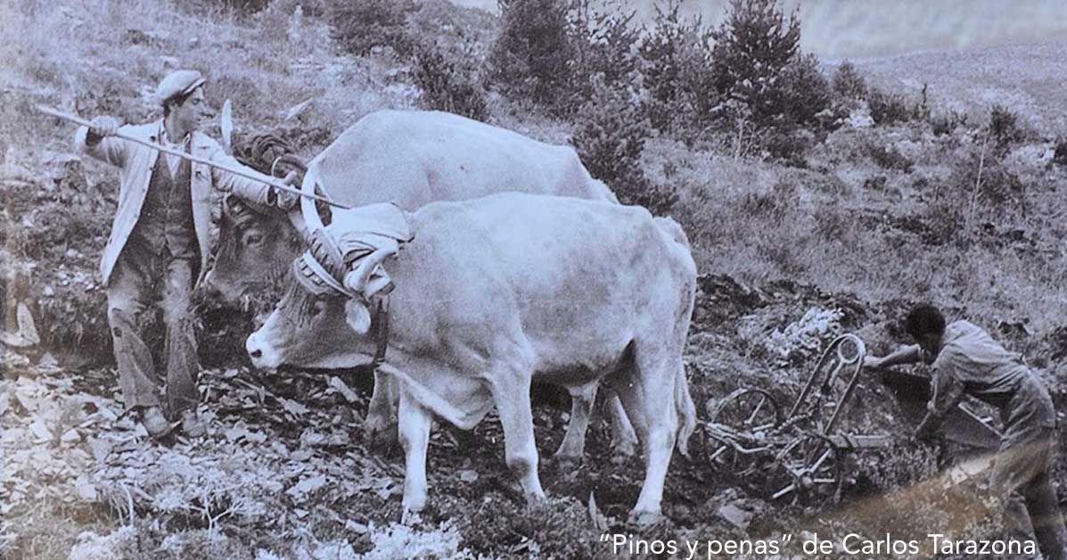 "Pinos y penas" es el titulo del libro y estudio que Carlos Tarazona publicó en 2019 y que refleja a través de casi 1000 páginas los resultados  de una investigación sobre la política forestal aplicada por el Patrimonio del Estado en la provincia de Huesca. Narra el proceso de compra del centenar de pueblos o pardinas, como sus vecinos tuvieron que irse tras vender sus propiedades, o en el menor de los casos, tras ser expropiados, y cómo estos lugares sirvieron de albergue a algunos de los trabajadores que reforestaban los montes. 