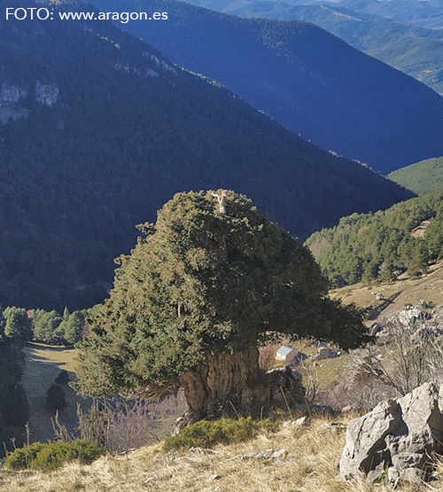 El Tejo (Taxus baccata) de la Espata, que ya forma parte del Catálogo de árboles y arboledas singulares de Aragón, tiene 6,15 m de perímetro en base y 7 m de altura. Se sitúa a 30 minutos del Refugio de la Espata, desde donde parte un sendero que se va a señalizar durante los próximos meses, y que tiene una longitud de 900 metros, con 154 metros de desnivel, partiendo de los 1.688 metros del refugio y alcanzando los 1.848 a la altura del tejo. 