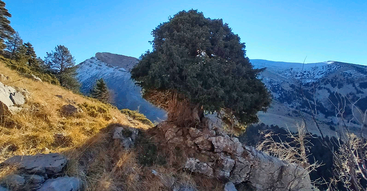 El ejemplar tiene un elevado interés de conservación y gran singularidad, con una edad estimada de más de 500 años. Se suma a los otros dos árboles singulares en la Jacetania, la Zerollera de Jarlata y el Haya de la Caseta de Pascual (Valle de Hecho). 