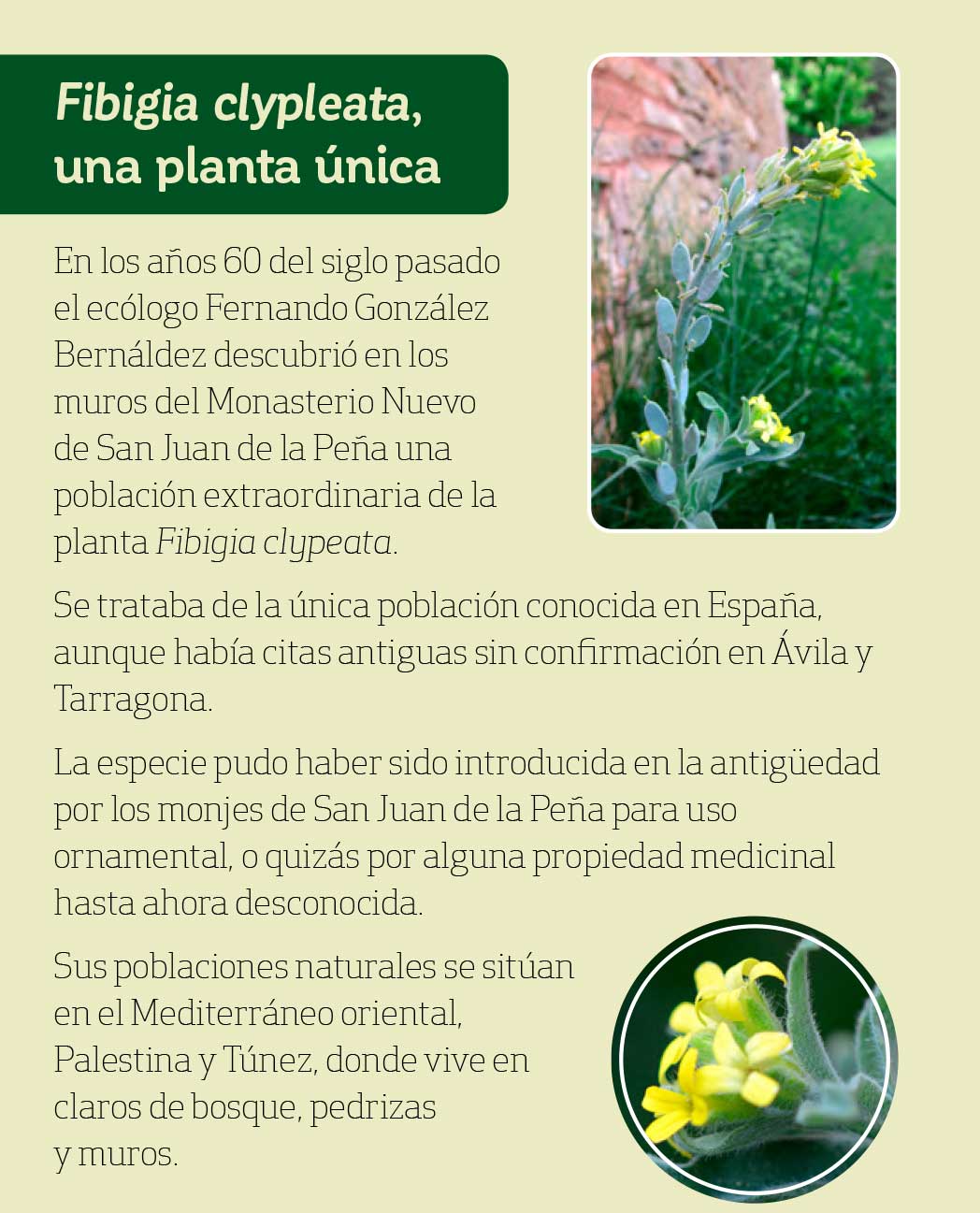 la reintroducción de la planta Fibigia clypeata en los muros del Monasterio Nuevo
