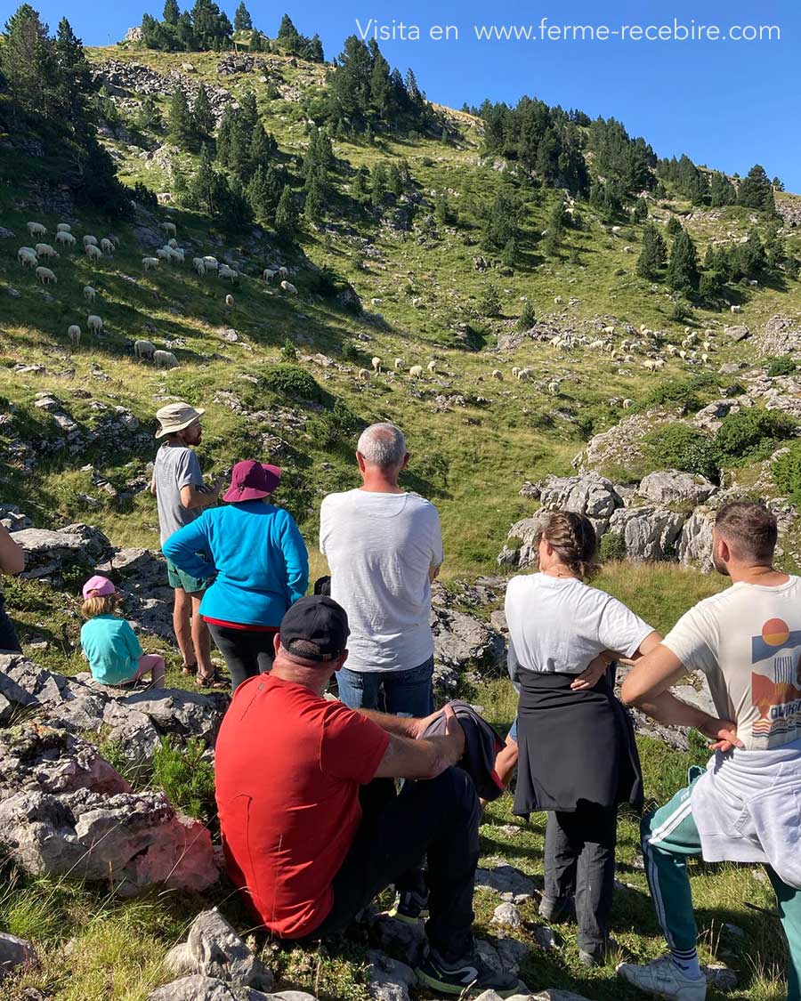 Además del evento gastronómico, durante todo el verano se desarrollan en los Pirineos franceses experiencias pensadas para quienes buscan autenticidad y descubrir la esencia del territorio. Una de ellas consiste en vivir, por unas horas, como un verdadero pastor: cuidar el rebaño, ordeñar ovejas, elaborar queso artesanal y compartir una comida tradicional en una borda en la montaña. Su objetivo es acercar a los visitantes al trabajo diario de los productores, dar a conocer cómo elaboran sus productos y reconocer su carácter artesanal y natural. En la imagen, visita en www.ferme-recebire.com