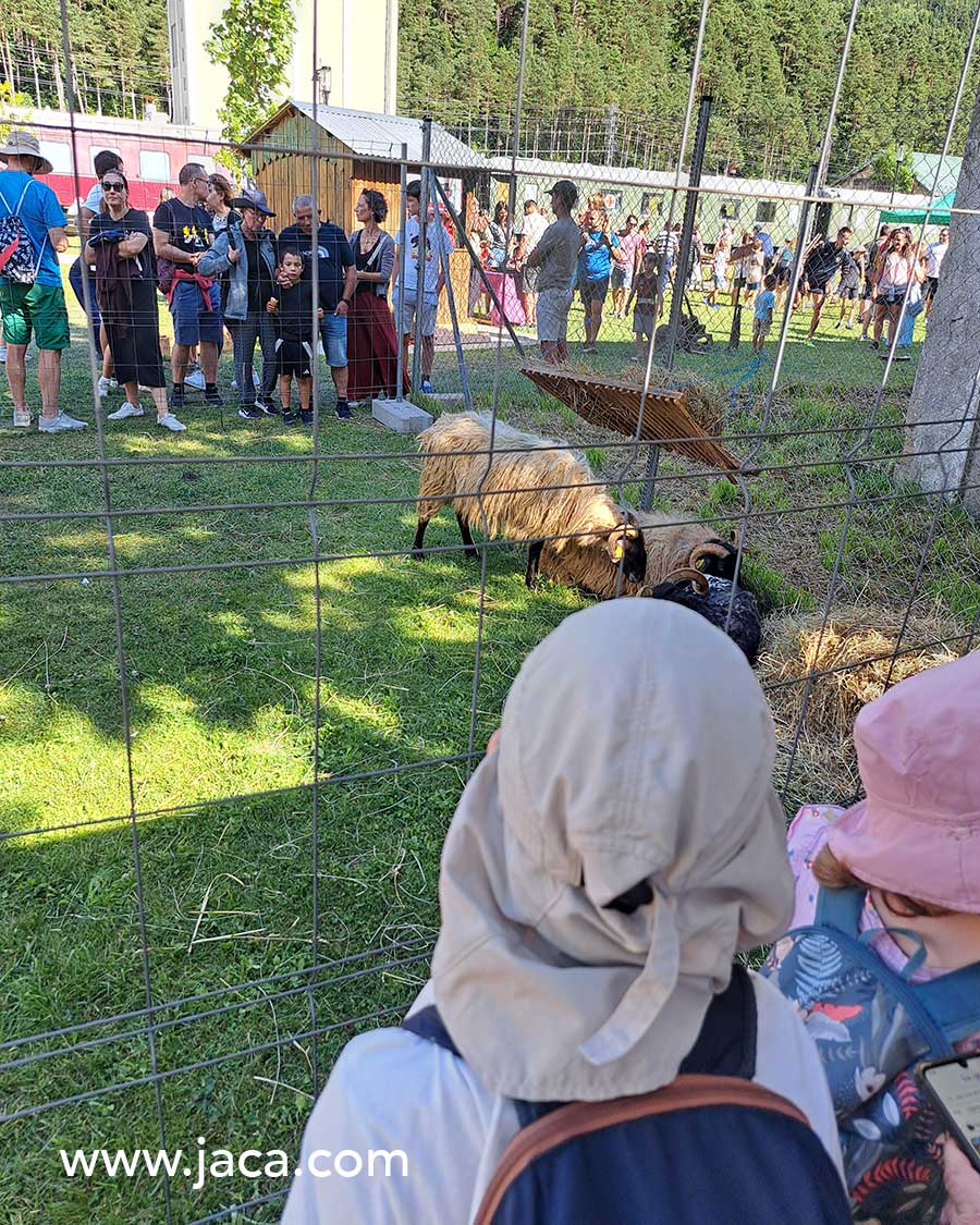 Pastoreo, esquileo y actividades para toda la familia
