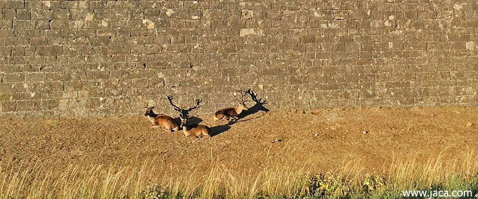 La presencia de ciervos en los fosos del Castillo de San Pedro de Jaca se remonta a 1974, tras la cesión de un macho y dos hembras por parte de una reserva de Puerta de Hierro de Madrid, gracias a la colaboración y las gestiones de la comandancia militar de Jaca y el Icona. El objetivo que se pretendía era “adornar los fosos y generar un disfrute a los habitantes y visitantes de la ciudad”. En la actualidad hay 26 ejemplares, entre machos, hembras y crías, una población inscrita como núcleo zoológico autorizado por el Gobierno de Aragón. 