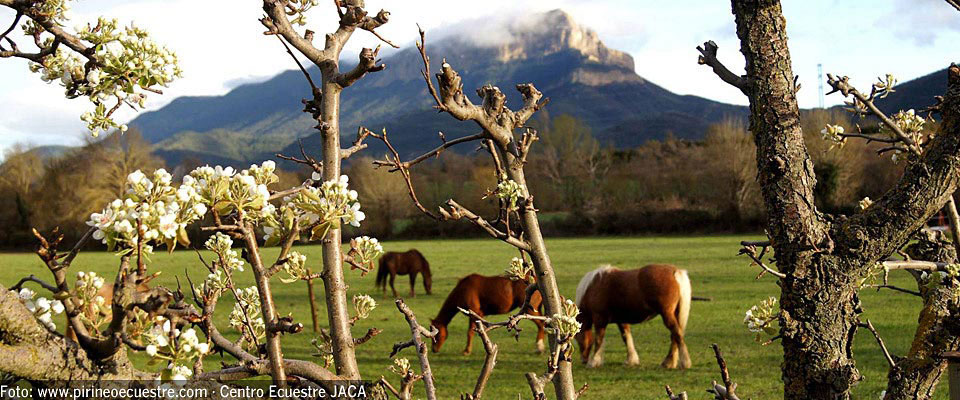 Foto: www.pirineoecuestre.com